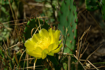 Overwintered cladodia of wild prickly pear (Opuntia humifusa) and spring blooming. Crimea