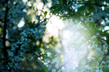 Blooming blackthorn (Prunus spinosa) in the rays of the rising sun - obrazy, fototapety, plakaty