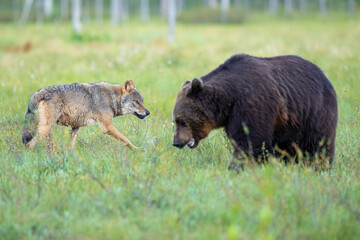 Eurasian Wolf and brown bear interact together