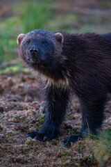 Wolverine close up portrait