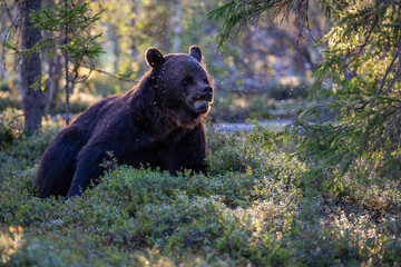 Fototapeta premium Brown bear in summer forest
