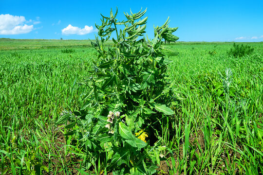 Black henbane (Hyoscyamus niger) and asparagus (Asparagus pallasii) as field weeds in grain crops