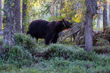 Brown bear in summer forest