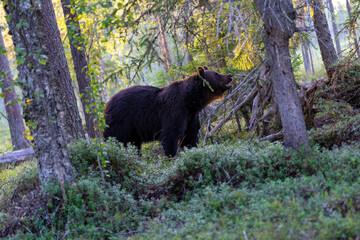 Brown bear in summer forest