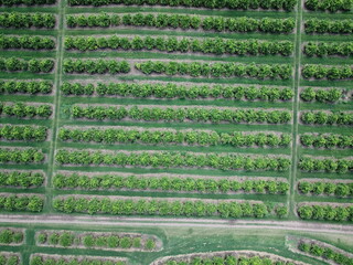 Citrus plantation in northwestern Argentina