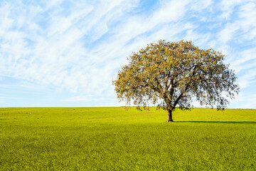 Beautiful landscape with lone tree stands in a green field.