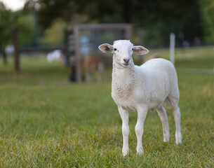 White sheep standing in a pasture