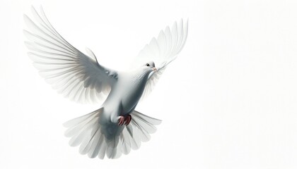 Fototapeta premium White Dove Flying in Air, Isolated on White Background