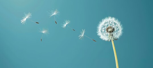 Dandelion seed floating in the wind, offering a serene moment with space for text placement.