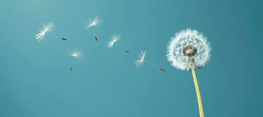  Dandelion seed floating in the wind, offering a serene moment with space for text placement. © Andrei