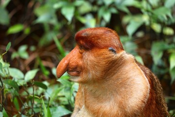 Naklejka premium Male proboscis monkey presenting its huge nose