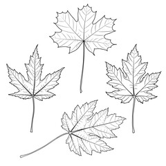 Maple tree outline leaf collection, vector illustration.