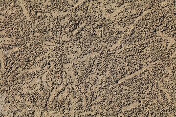 Balls of sand produced by burrowing sand bubbler crabs