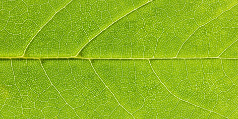 Green maple leaf close-up. Green leaf vein texture. Macro photography. Eco concept. Natural background.