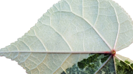 Close up of a Thespesia Populnea Variegated leaf showing the  scaleton.use for background or texture