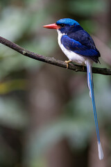 Common Paradise kingfisher