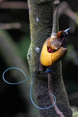 Magnificent Bird of Paradise