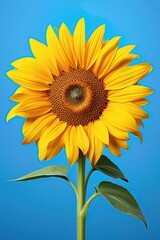 Obraz premium Sunflower against blue background. Ai Generative