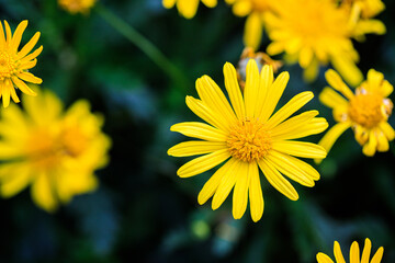 Sun-Kissed Yellow Blooms of Serenity