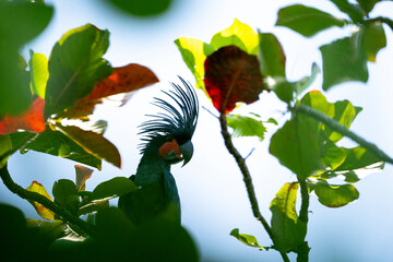 Palm cockatoo amongst green leaves © Staffan Widstrand