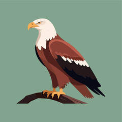 bald eagle flat vector illust...