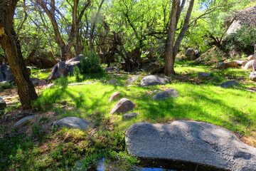 Kaibab National Forest Arizona