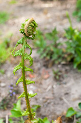 green fern in the garden