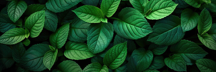 Fresh green mint leaves banner. Summer background - obrazy, fototapety, plakaty
