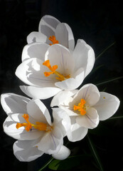 Beautiful white crocus flowers growing in garden
