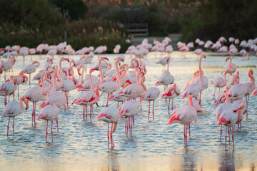 Wild pink flamingo in the natural park of Camargue