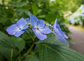 紫陽花の彩り豊かな世界