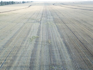 Golden wheat fields in Northern Argentina