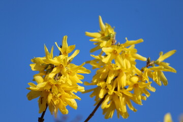 Forsythie in voller Blüte, Forsythia x intermedia

