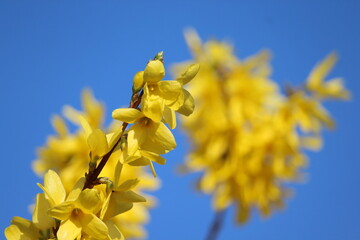 Forsythie in voller Blüte, Forsythia x intermedia
