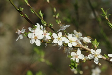 Schlehe blühend, Prunus spinosa