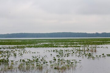 Lake covered with Lilly pads