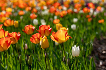 チューリップたち