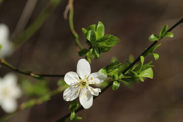 Schlehe blühend, Prunus spinosa