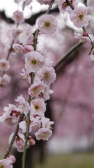 plum blossom in spring