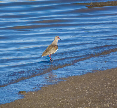Bird vanellus chilensis on a river