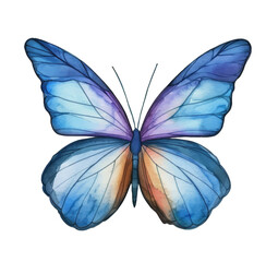 Vector Watercolor Butterfly The Ulysses butterfly Papilio ulysses - obrazy, fototapety, plakaty