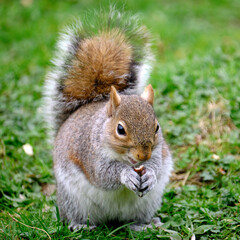 Squirrel eating nut 
