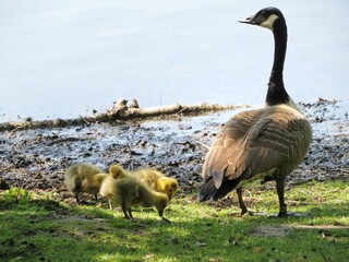 country goose family at a lake
