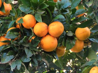 closeup of oranges on a tree