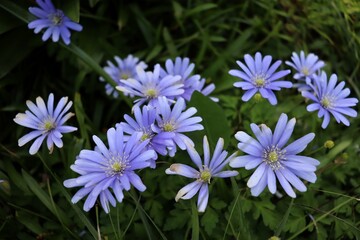 group of purple scaevola flowers