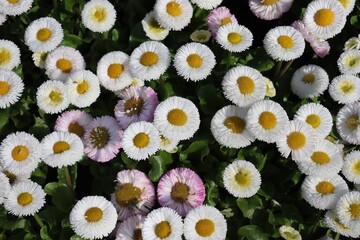 daisies (Bellis perennis) in full frame