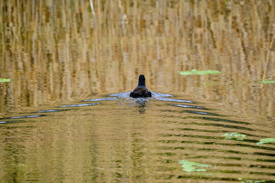 Moorhen swimming awy with wake