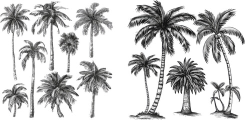 Sketch tropical palm trees - obrazy, fototapety, plakaty