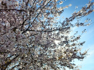 tree blossom