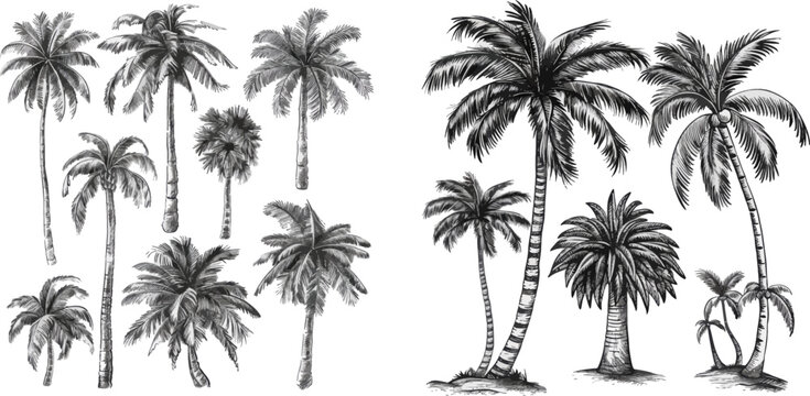 Sketch tropical palm trees